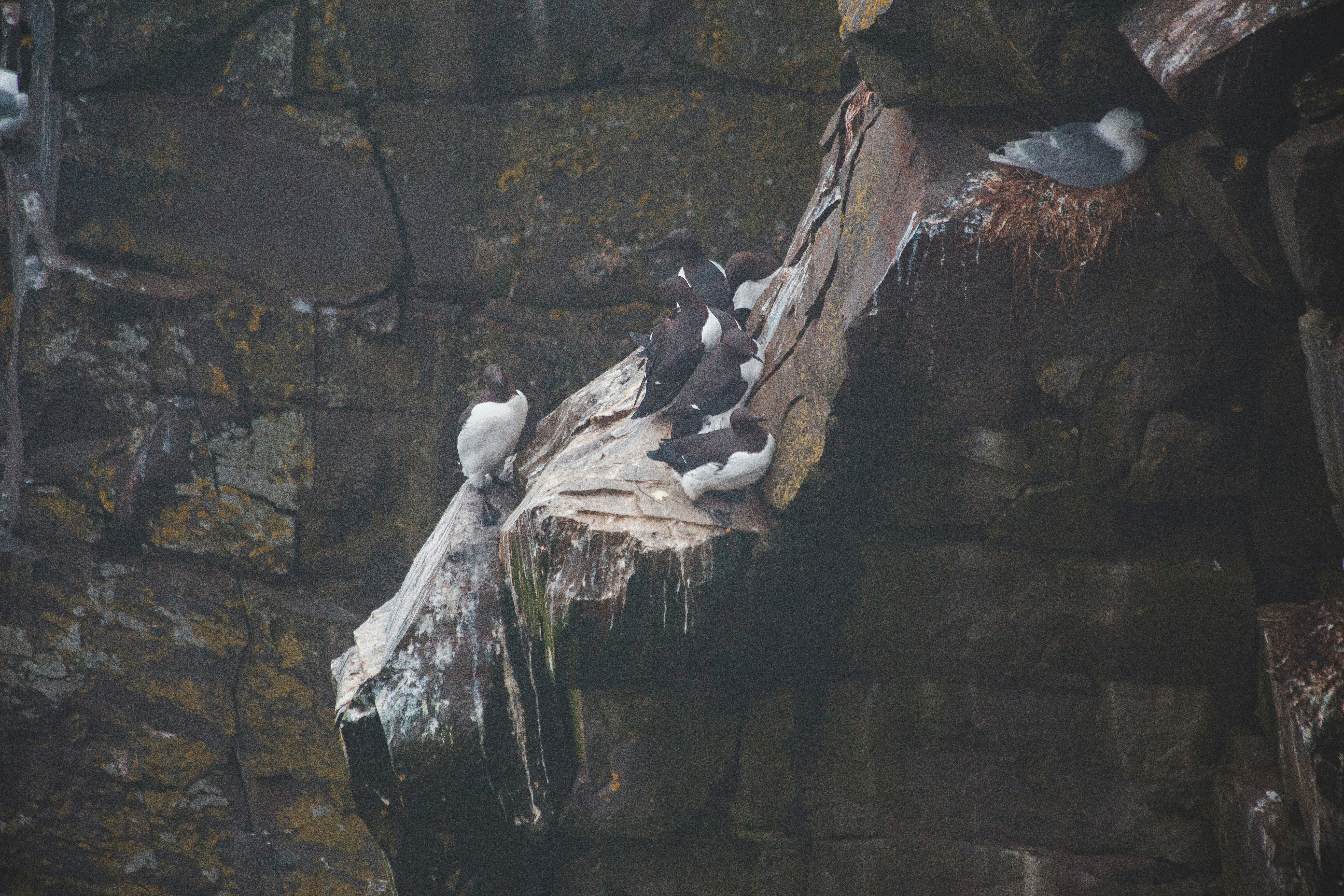 white and black birds on gray rock